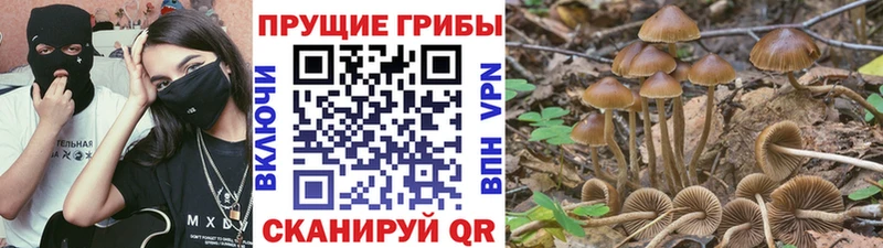 Псилоцибиновые грибы Psilocybe Дубна